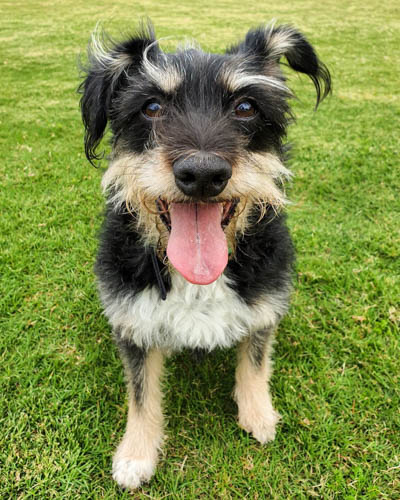 schnauzer-mixed-dog-breeds-border-schnollie