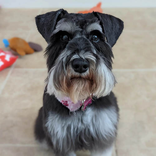 schnauzer-mixed-dog-breeds-eskimo-schnauzer