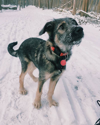 schnauzer-mixed-dog-breeds-german-shepherd-schnauzer