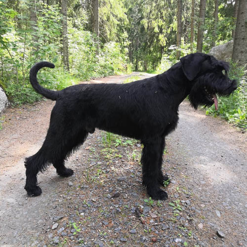 schnauzer-mixed-dog-breeds-giant-irish-wolf-schnauzer