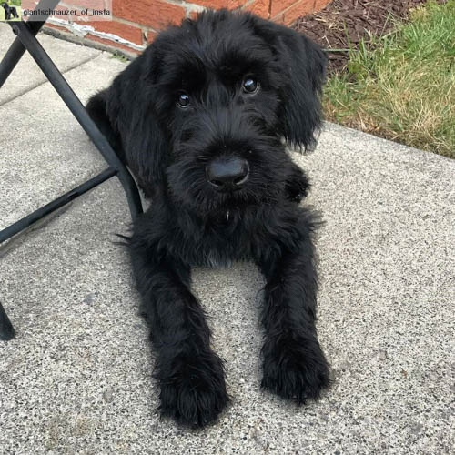 schnauzer-mixed-dog-breeds-giant-schnauzer-lab