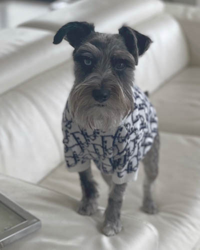 schnauzer-mixed-dog-breeds-kerry-blue-schnauzer