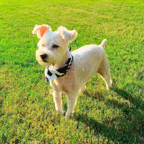 schnauzer-mixed-dog-breeds-snorkie