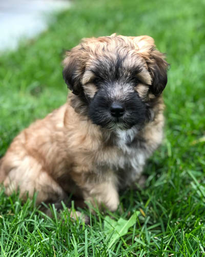 schnauzer-mixed-dog-breeds-wheatzer