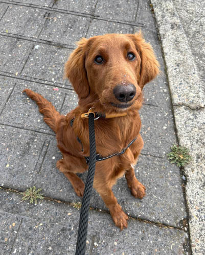 flat-coat-goldendoodle