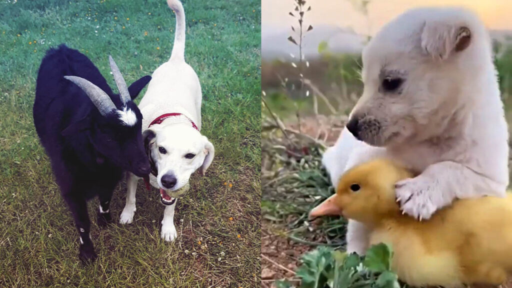 unique-friendships-between-dogs-and-other-animals