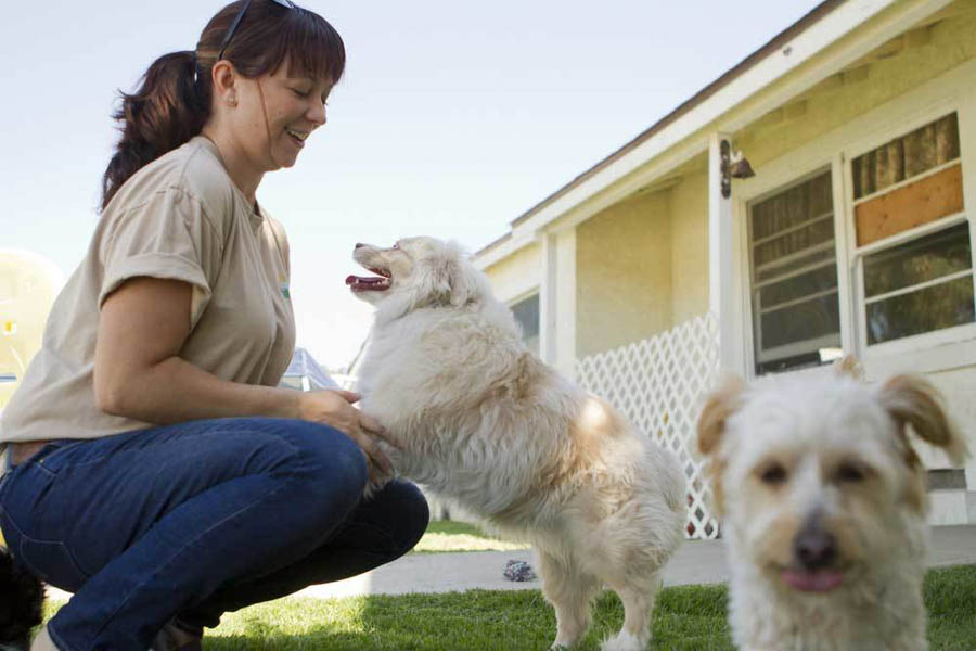 choose-the-best-puppy-daycare-11