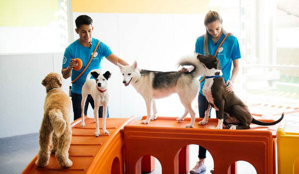 choose-the-best-puppy-daycare-15