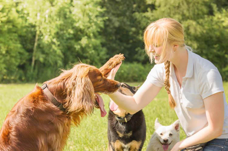 Choosing the Best Doggy Day Care