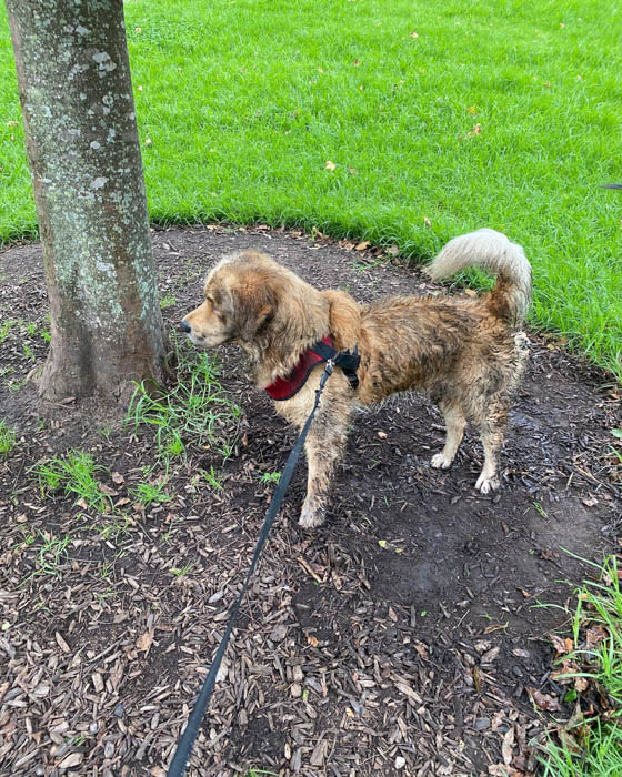 is-it-good-to-play-in-mud-for-dogs