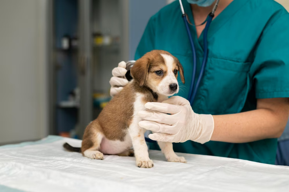 warning-signs-you-should-take-your-dog-to-the-vet-1