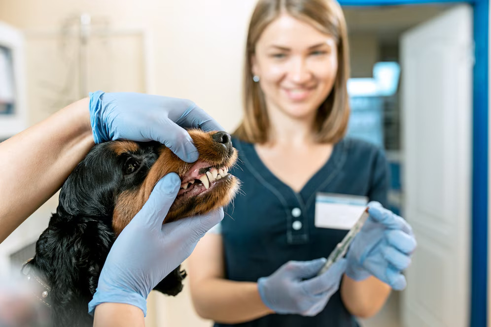 warning-signs-you-should-take-your-dog-to-the-vet-4