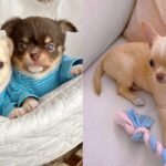 types-of-chihuahua-breed-variations-and-characteristics