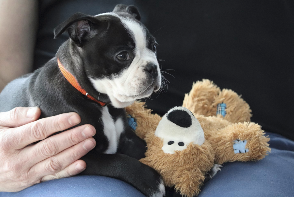 10 Questions Everyone Should Ask Their Veterinarian 3 10-questions-everyone-should-ask-their-veterinarian
