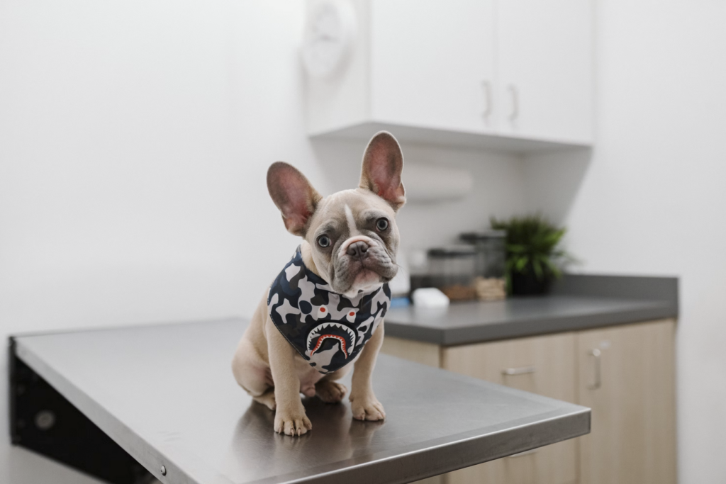 10 Questions Everyone Should Ask Their Veterinarian 1 10-questions-everyone-should-ask-their-veterinarian