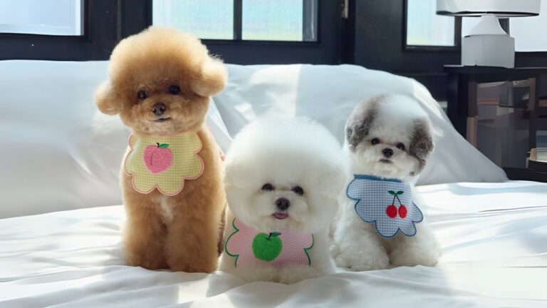 questions-everyone-should-ask-their-veterinarian