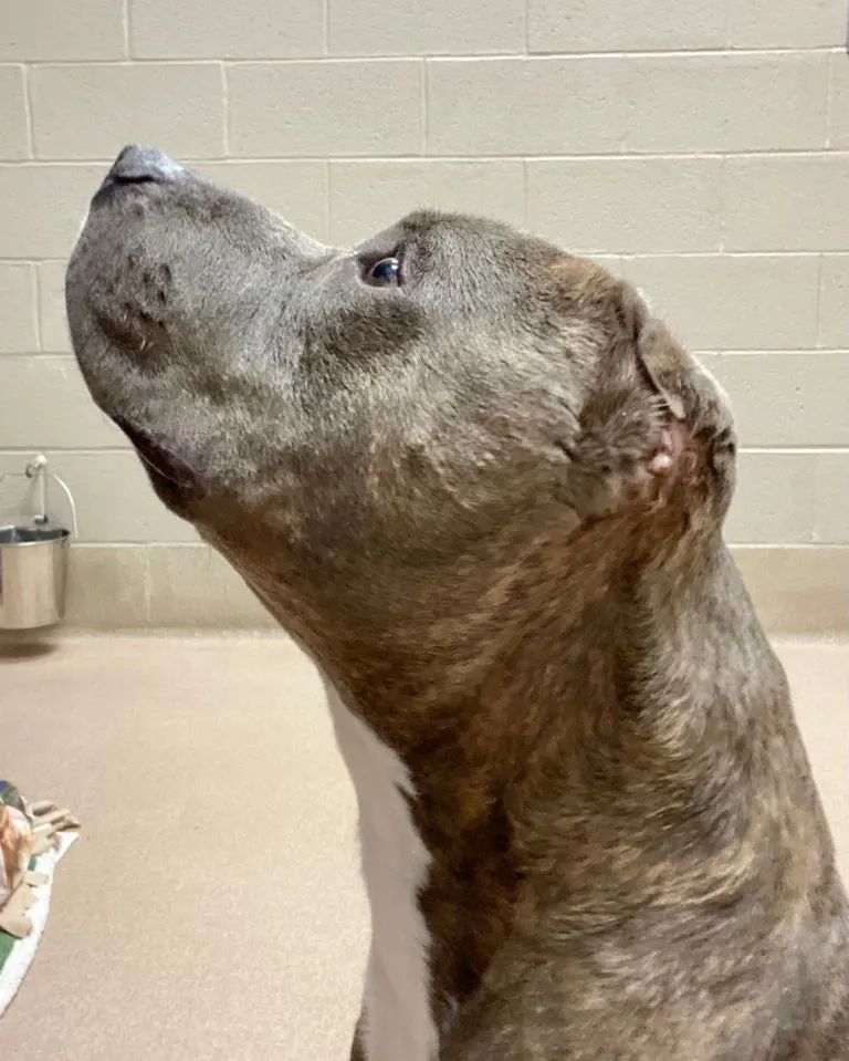 A Second Chance at Love: How One Shelter Dog's Courage Captured Hearts 3 A Second Chance at Love: How One Shelter Dog's Courage Captured Hearts 3