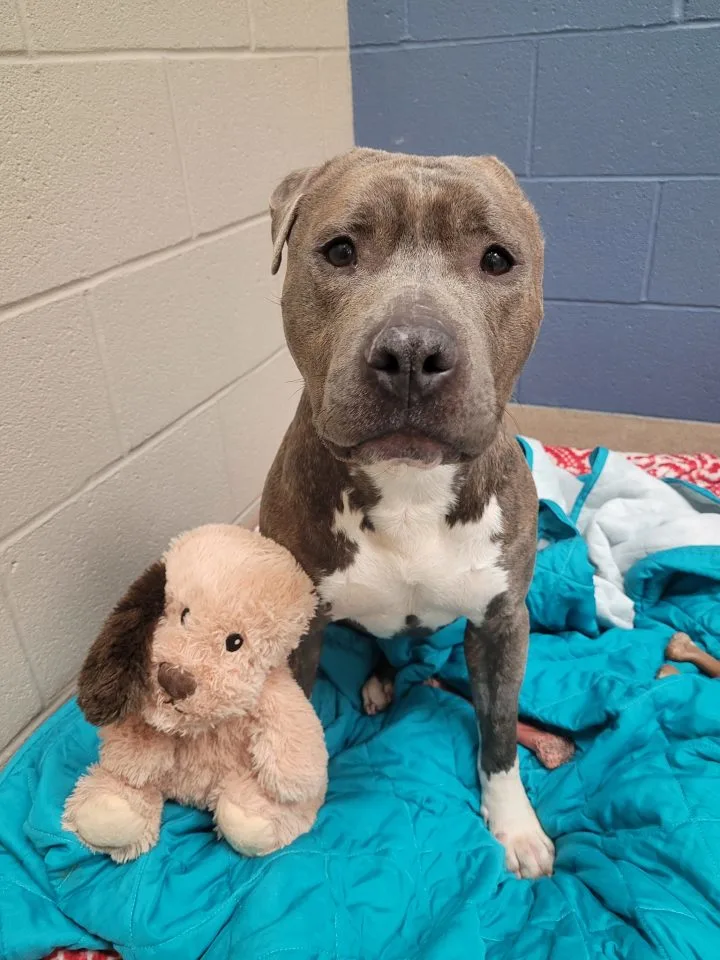 A Second Chance at Love: How One Shelter Dog's Courage Captured Hearts 2 A Second Chance at Love: How One Shelter Dog's Courage Captured Hearts 2